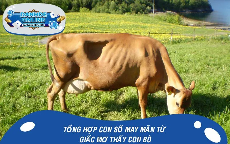 Tổng hợp con số may mắn từ giấc mơ thấy con bò