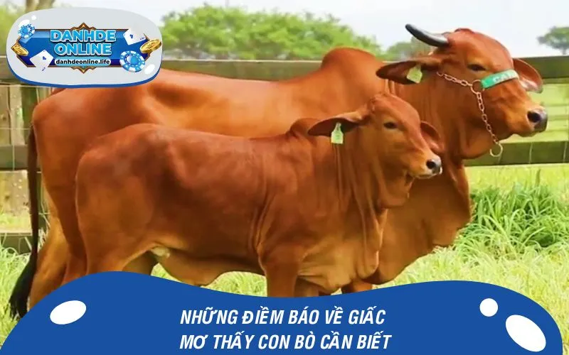 Những điềm báo về giấc mơ thấy con bò cần biết