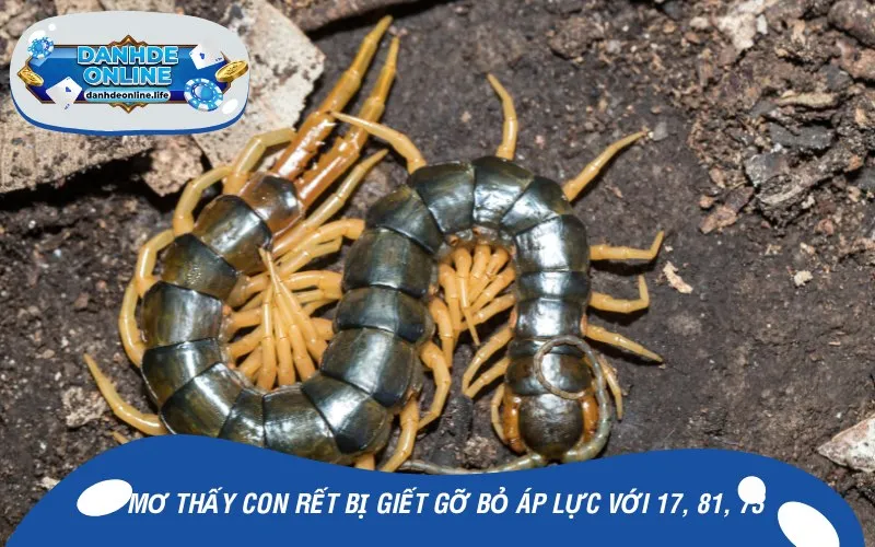 Mơ thấy con rết bị giết gỡ bỏ áp lực với 17, 81, 73