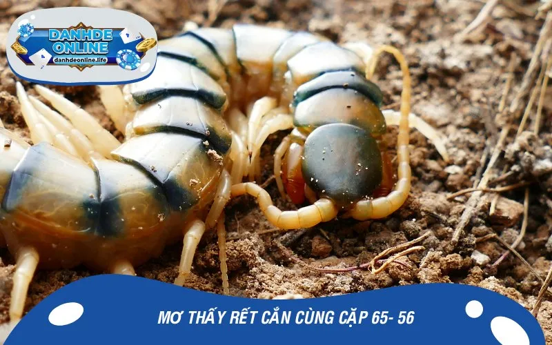 Mơ thấy rết cắn cùng cặp 65- 56
