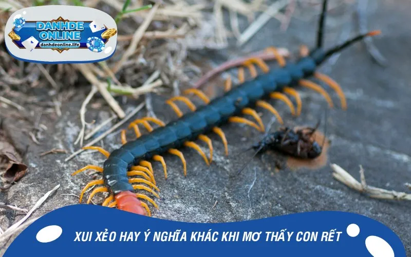 Xui xẻo hay ý nghĩa khác khi mơ thấy con rết