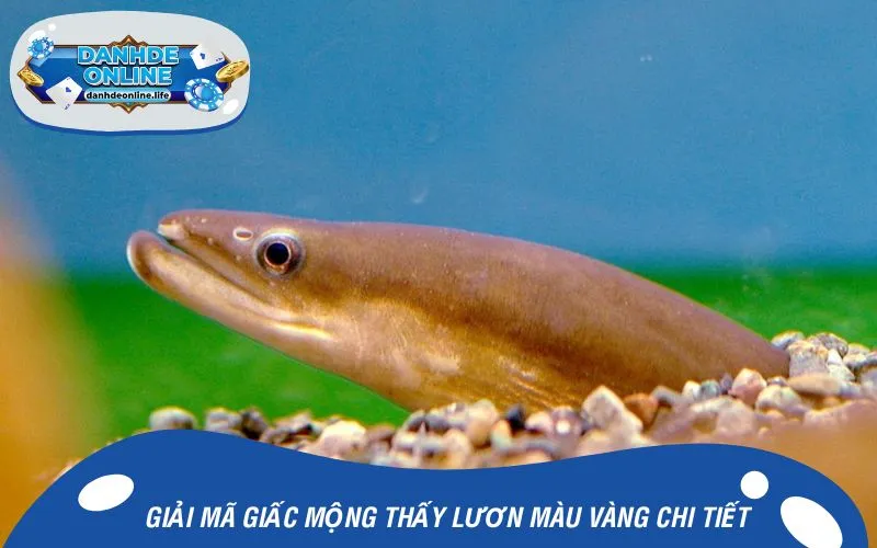 Giải mã giấc mộng thấy lươn màu vàng chi tiết