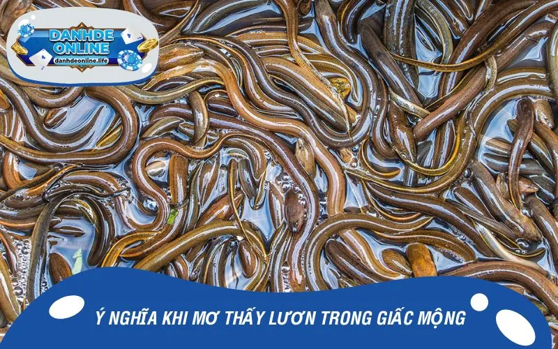 Ý nghĩa khi mơ thấy lươn trong giấc mộng