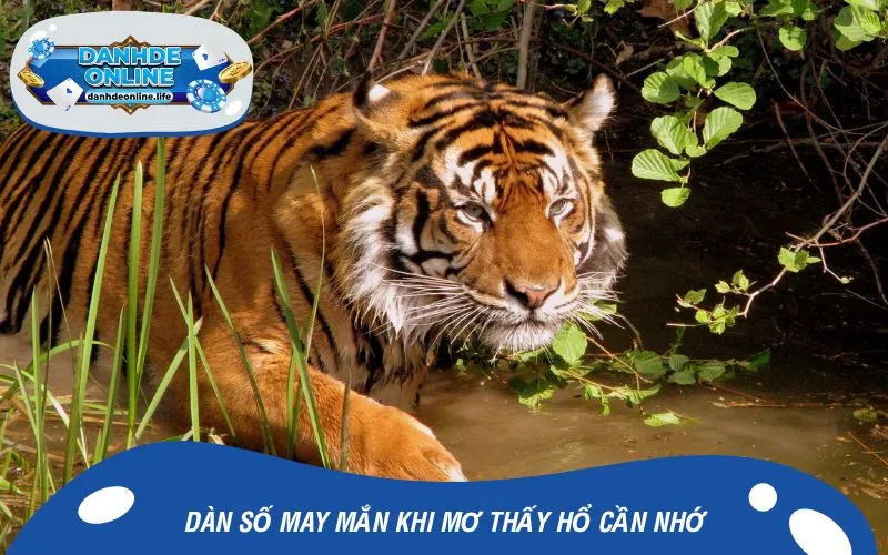 Dàn số may mắn khi mơ thấy hổ cần nhớ