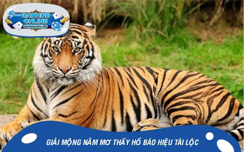 Giải mộng nằm mơ thấy hổ báo hiệu tài lộc