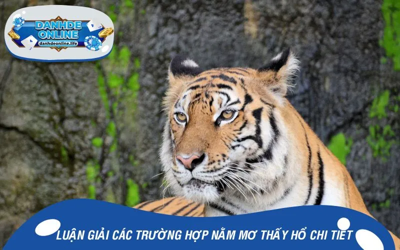 Luận giải các trường hợp nằm mơ thấy hổ chi tiết
