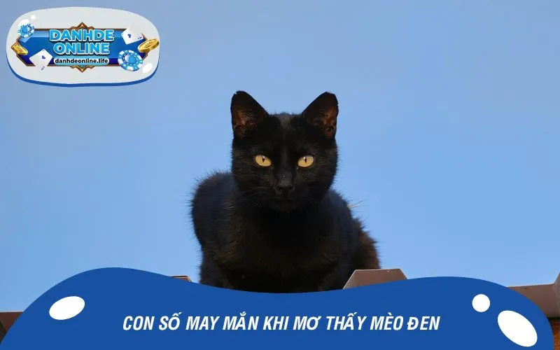 Con số may mắn khi mơ thấy mèo đen