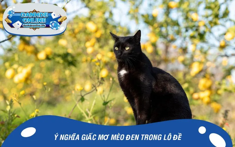 Ý nghĩa giấc mơ mèo đen trong lô đề
