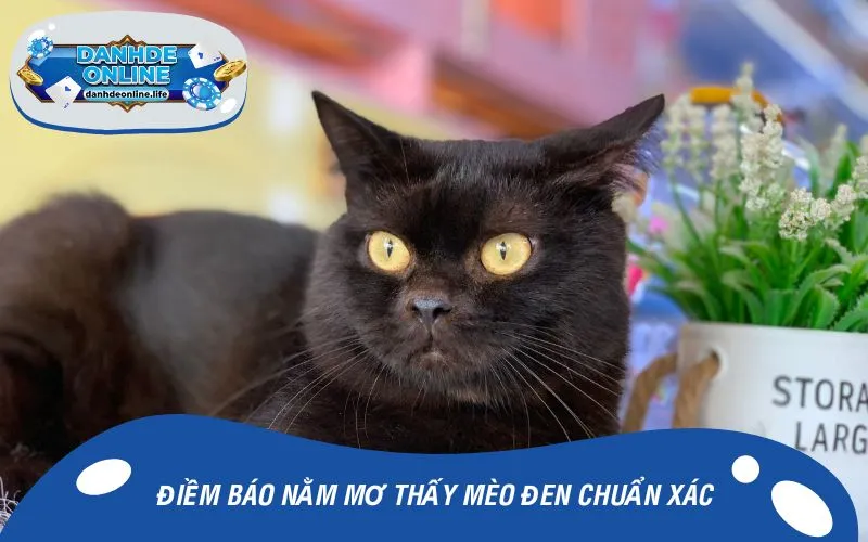Điềm báo nằm mơ thấy mèo đen chuẩn xác
