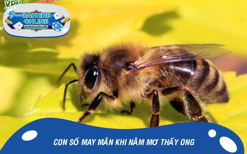 Con số may mắn khi nằm mơ thấy ong