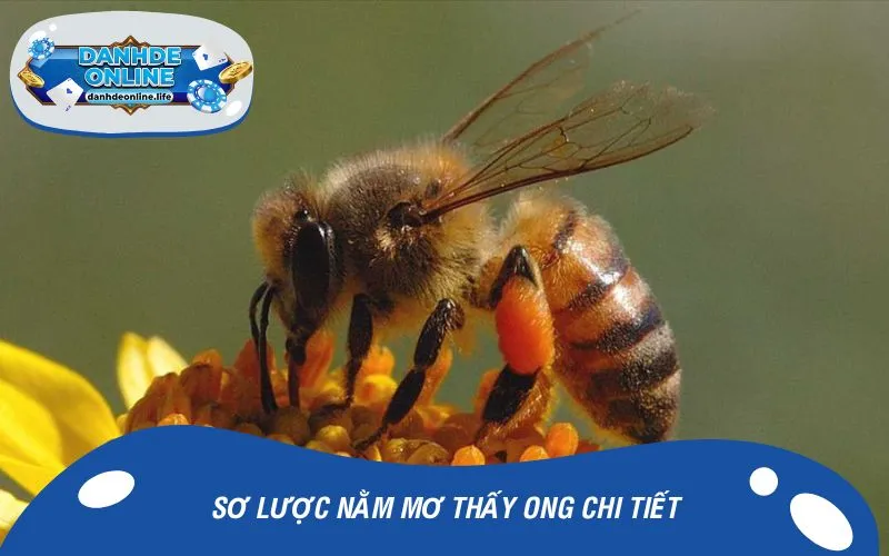 Sơ lược nằm mơ thấy ong chi tiết